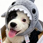 XiaoPS的头像-jlptzhen，日语jlpt真题在线练习