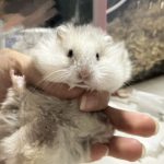 7922吖的头像-jlptzhen，日语jlpt真题在线练习