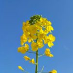 SQL2009的头像-jlptzhen，日语jlpt真题在线练习